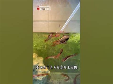 養魚虎